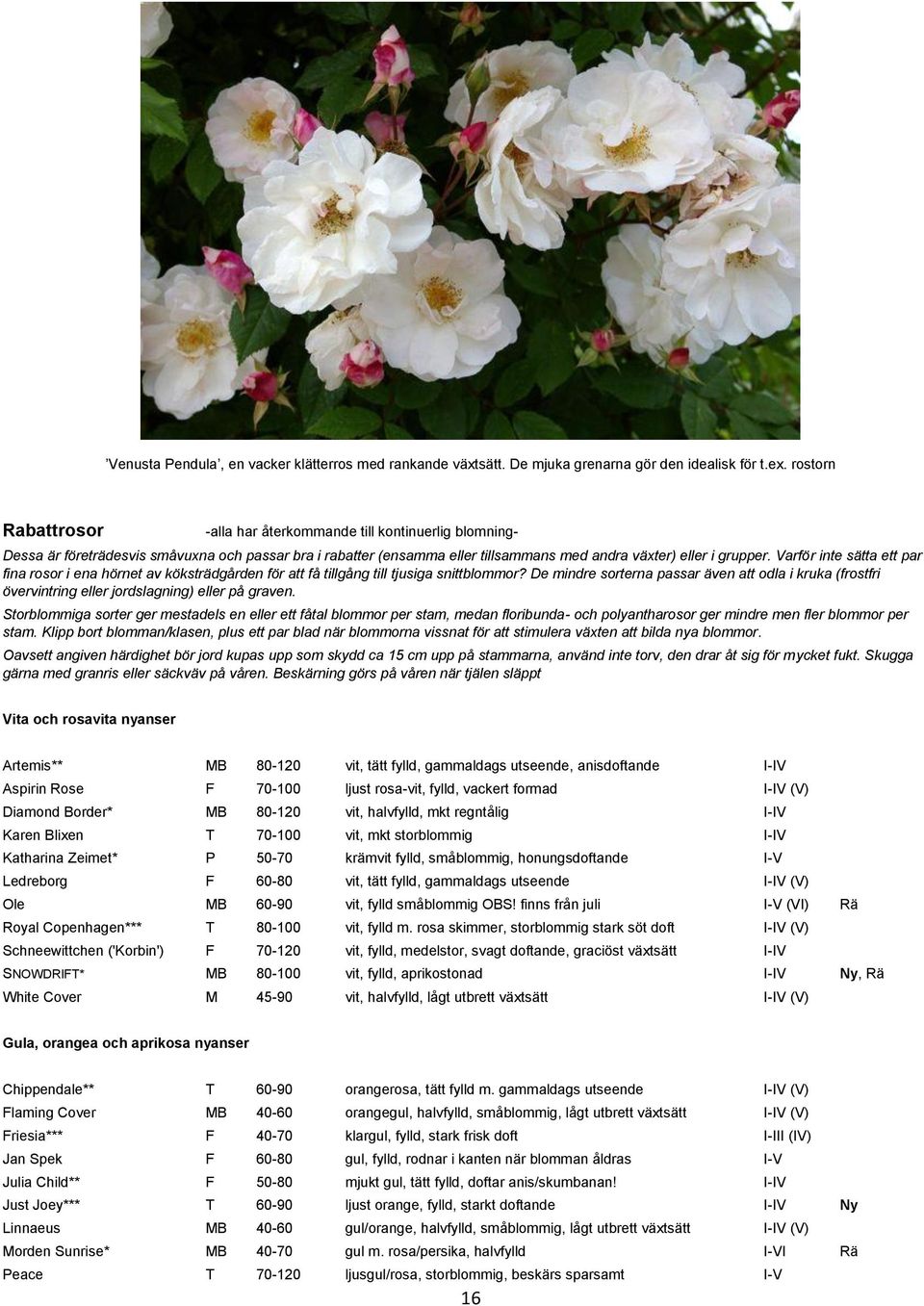 Varför inte sätta ett par fina rosor i ena hörnet av köksträdgården för att få tillgång till tjusiga snittblommor?