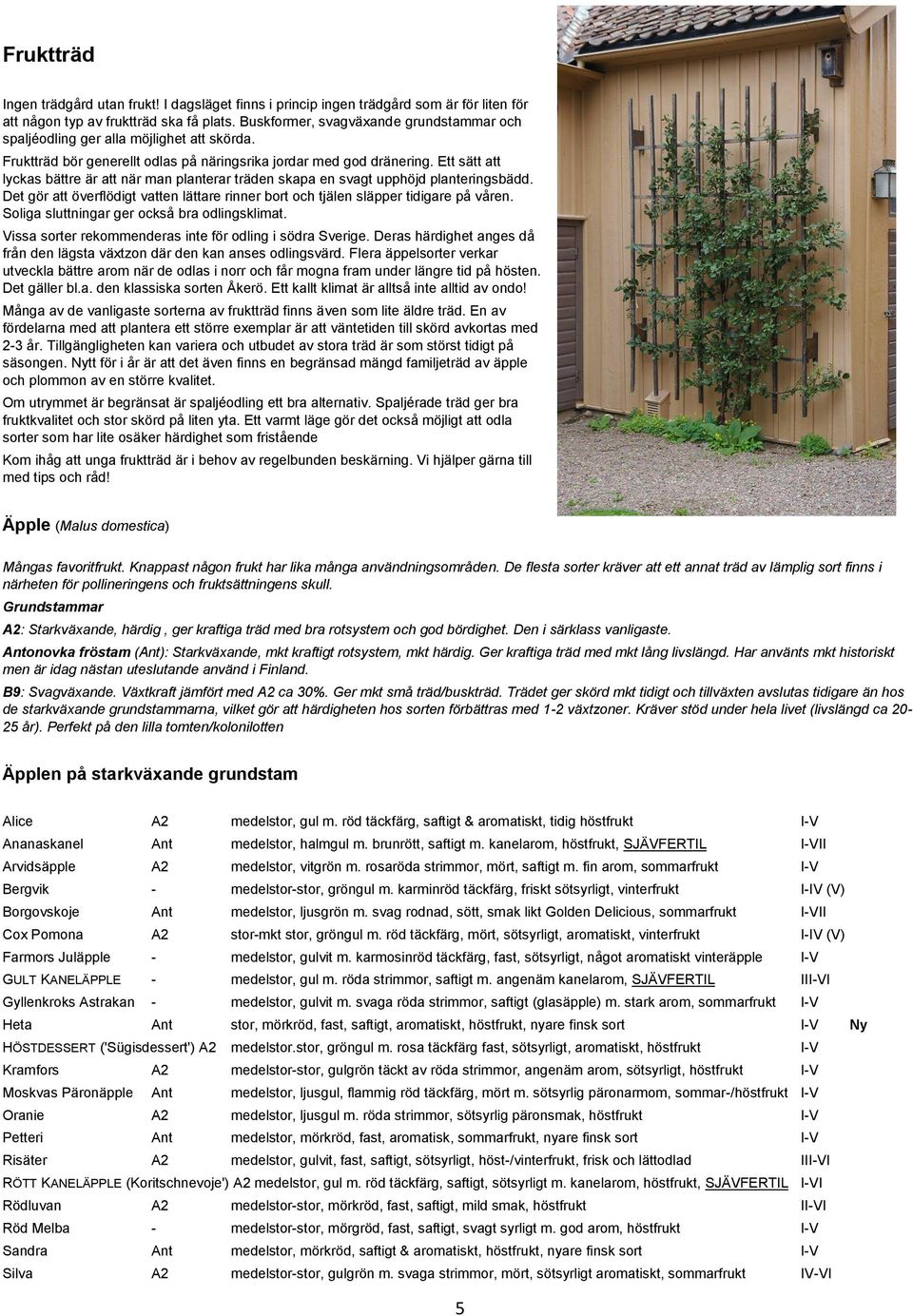 Ett sätt att lyckas bättre är att när man planterar träden skapa en svagt upphöjd planteringsbädd. Det gör att överflödigt vatten lättare rinner bort och tjälen släpper tidigare på våren.