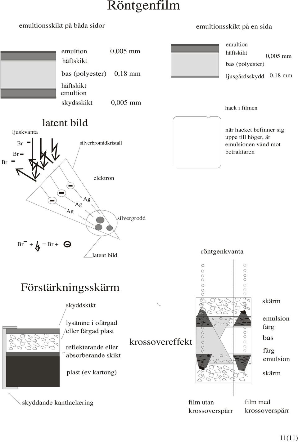 emulsionen vänd mot betraktaren elektron Ag Ag Ag silvergrodd Br + = Br + latent bild röntgenkvanta Förstärkningsskärm skyddskikt lysämne i ofärgad eller färgad plast