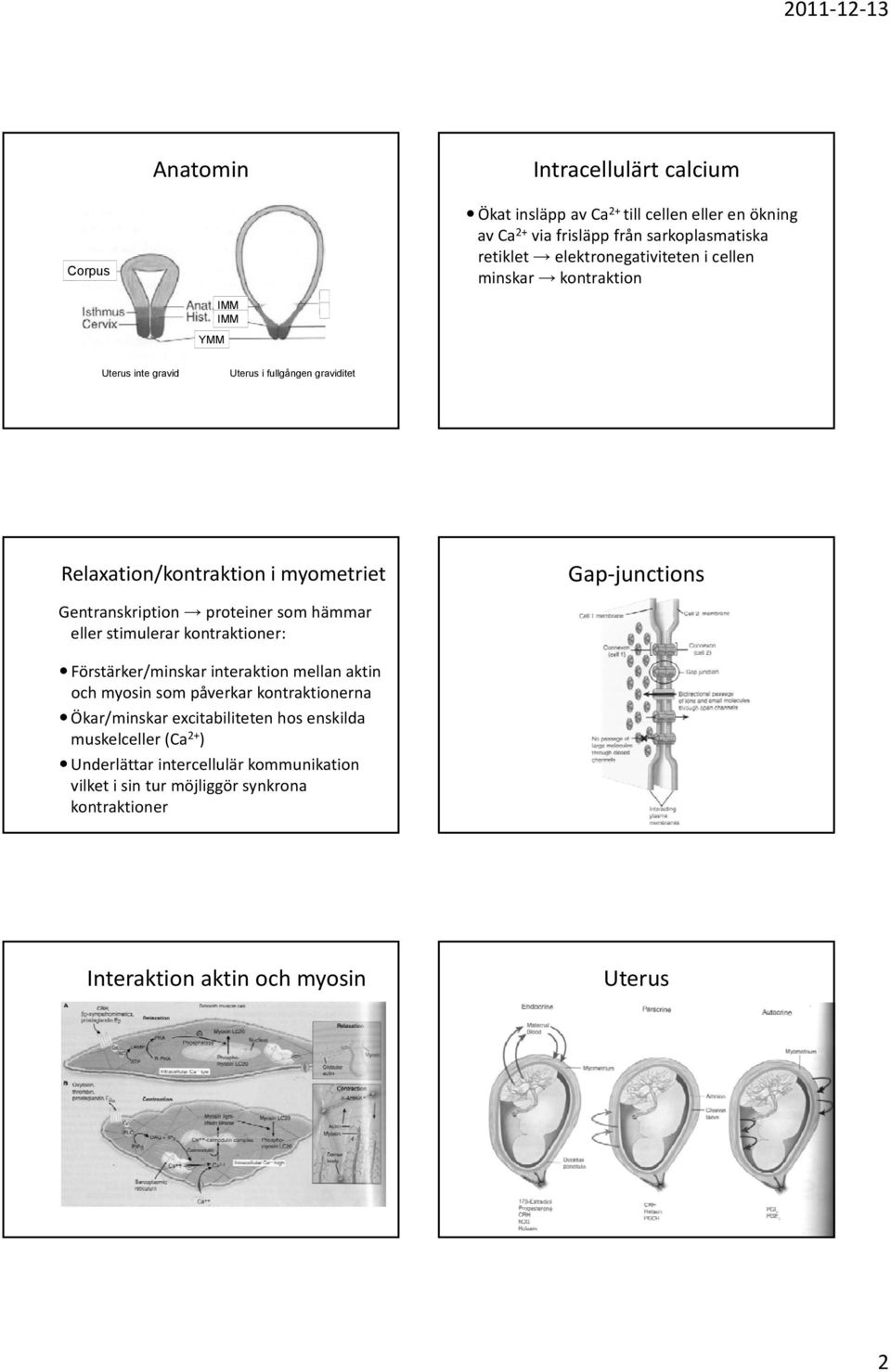 hämmar eller stimulerar kontraktioner: Gap junctions Förstärker/minskar interaktion mellan aktin och myosin som påverkar kontraktionerna Ökar/minskar