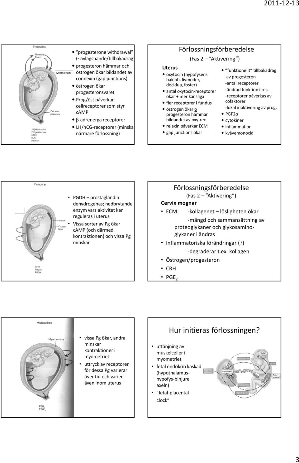 foster) antal oxytocin receptorer ökar + mer känsliga fler receptorer i fundus östrogen ökar o progesteron hämmar bildandet av oxy rec relaxin påverkar ECM gap junctions ökar funktionellt