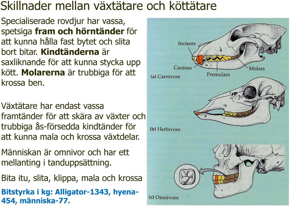 Växtätare har endast vassa framtänder för att skära av växter och trubbiga ås-försedda kindtänder för att kunna mala och krossa växtdelar.