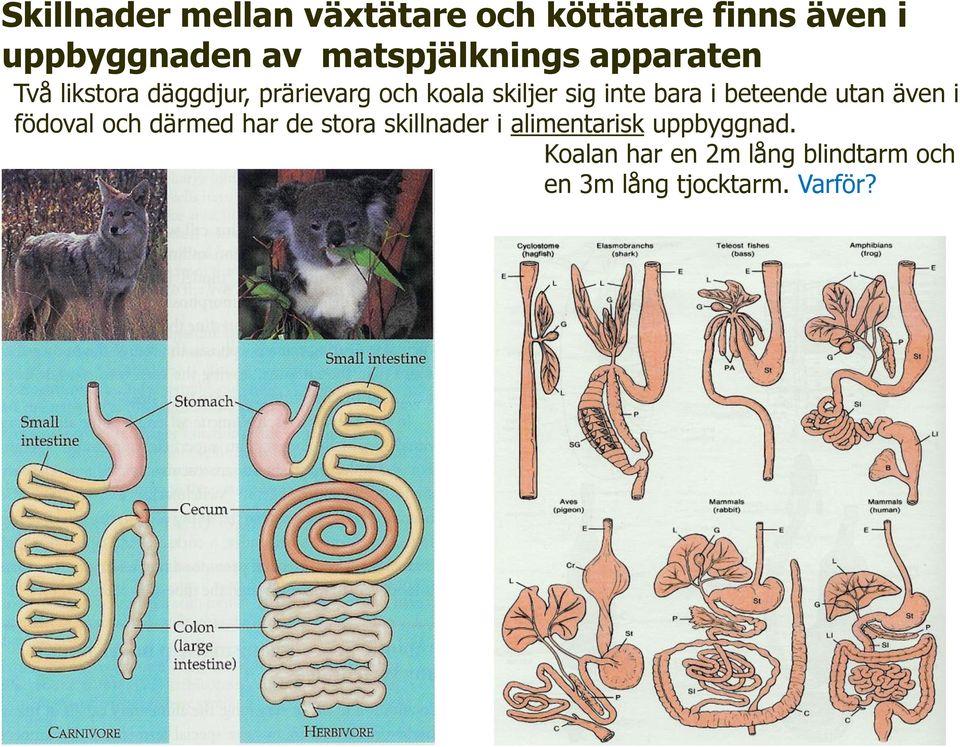 sig inte bara i beteende utan även i födoval och därmed har de stora skillnader