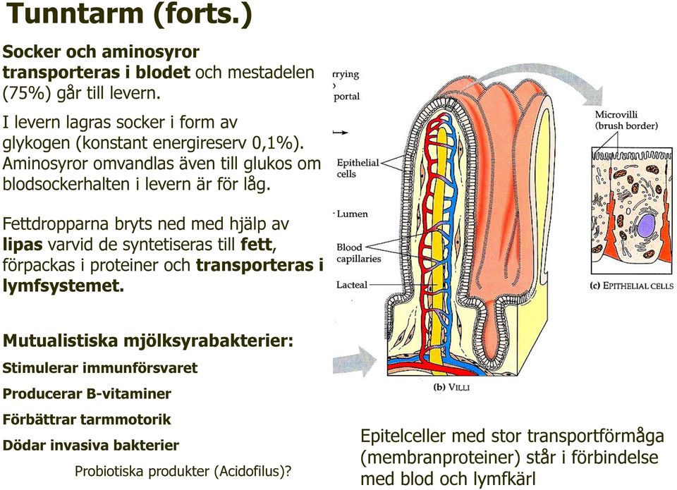 Fettdropparna bryts ned med hjälp av lipas varvid de syntetiseras till fett, förpackas i proteiner och transporteras i lymfsystemet.