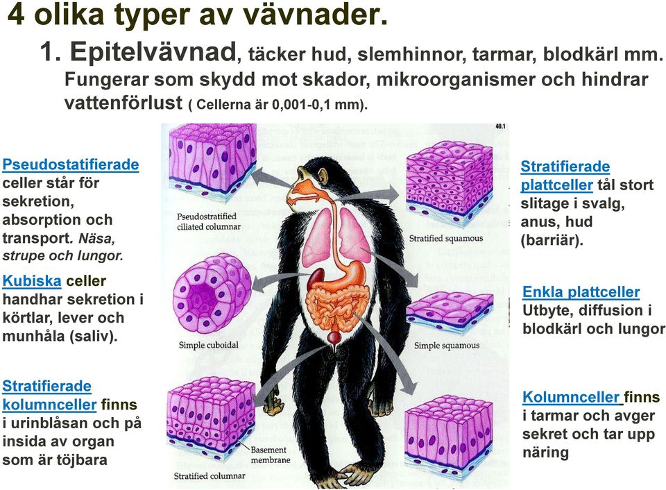 Pseudostatifierade celler står för sekretion, absorption och transport. Näsa, strupe och lungor.