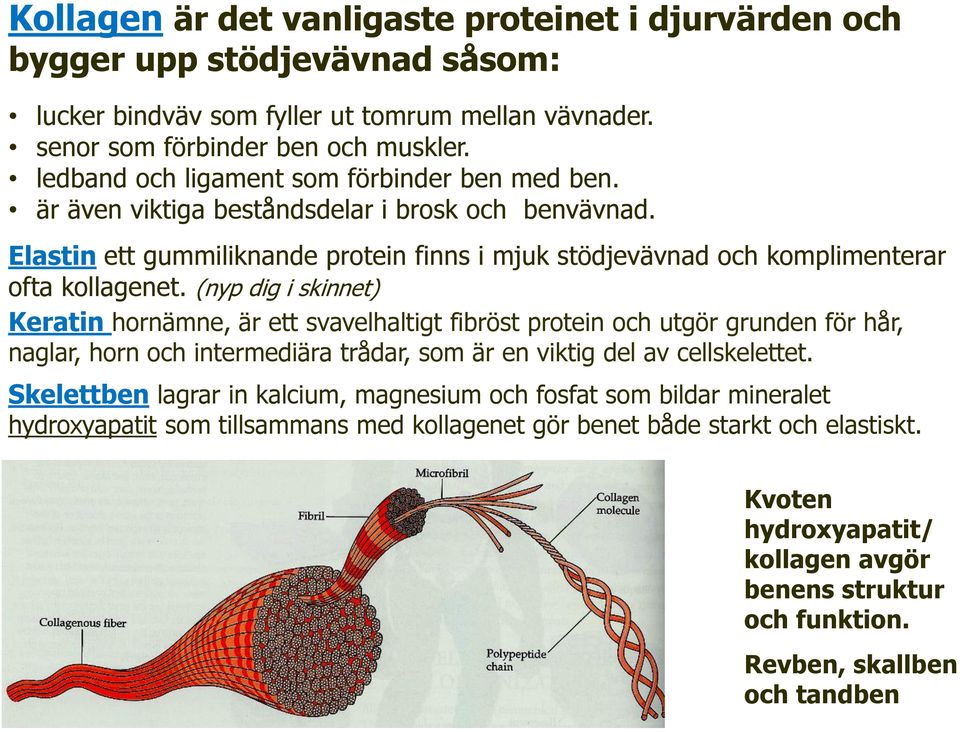 (nyp dig i skinnet) Keratin hornämne, är ett svavelhaltigt fibröst protein och utgör grunden för hår, naglar, horn och intermediära trådar, som är en viktig del av cellskelettet.