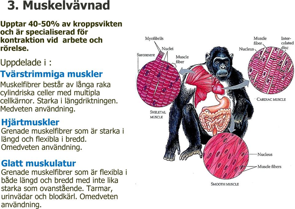 Starka i längdriktningen. Medveten användning. Hjärtmuskler Grenade muskelfibrer som är starka i längd och flexibla i bredd.