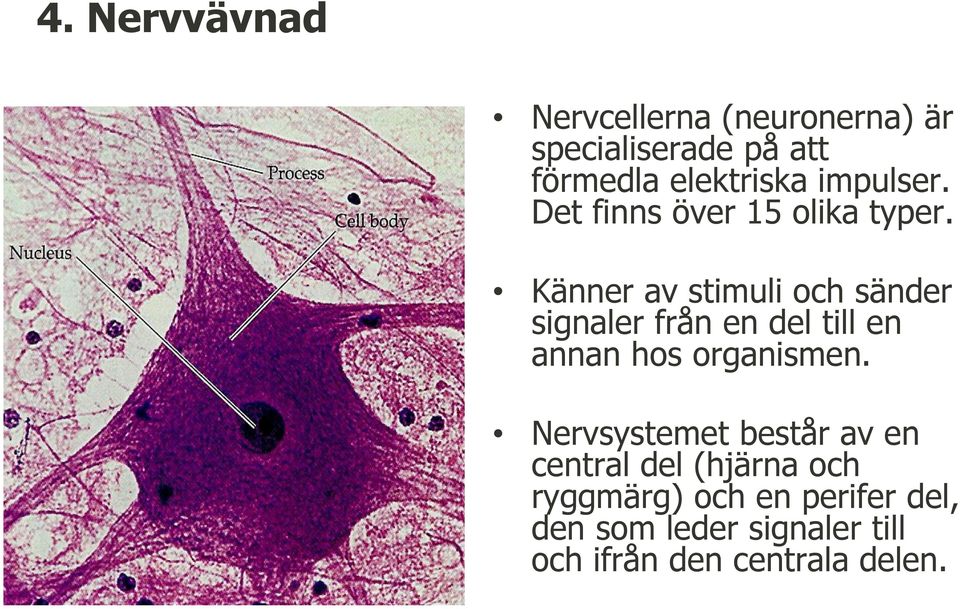 Känner av stimuli och sänder signaler från en del till en annan hos organismen.