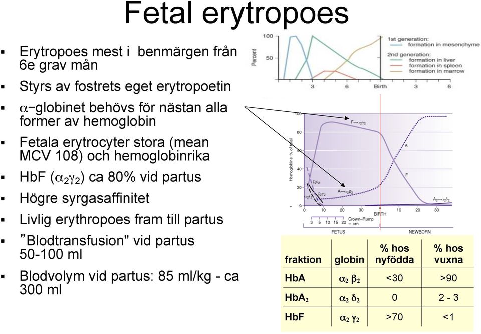 partus Högre syrgasaffinitet Livlig erythropoes fram till partus Blodtransfusion" vid partus 50-100 ml Blodvolym vid