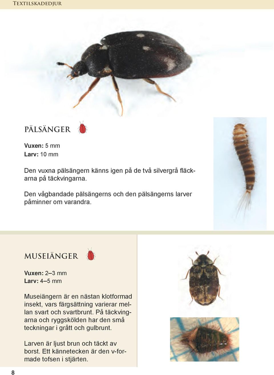 MUSEIÄNGER 8 Vuxen: 2 3 mm Larv: 4 5 mm Museiängern är en nästan klotformad insekt, vars färgsättning varierar mellan svart och
