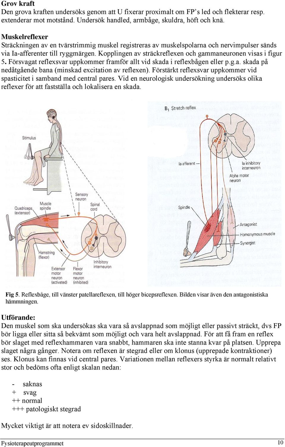 Kopplingen av sträckreflexen och gammaneuronen visas i figur 5. Försvagat reflexsvar uppkommer framför allt vid skada i reflexbågen eller p.g.a. skada på nedåtgående bana (minskad excitation av reflexen).