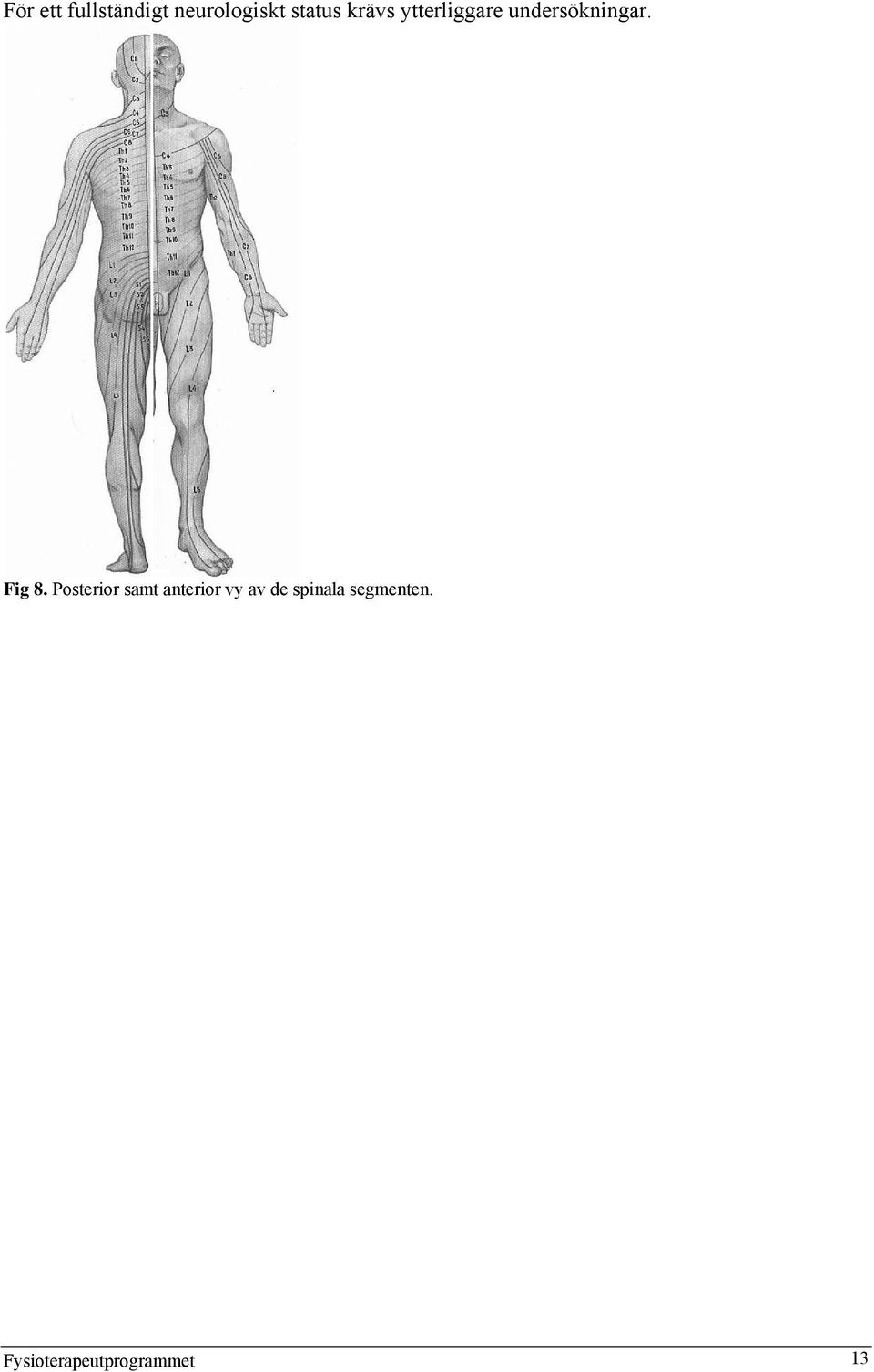 Posterior samt anterior vy av de spinala