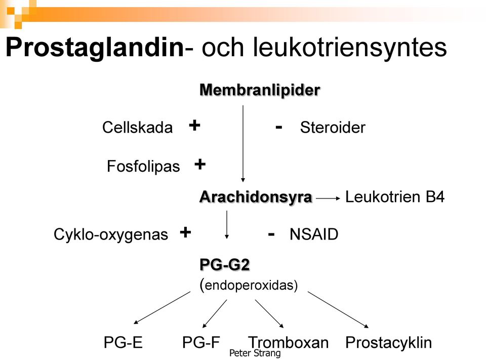 Fosfolipas + Arachidonsyra Leukotrien B4