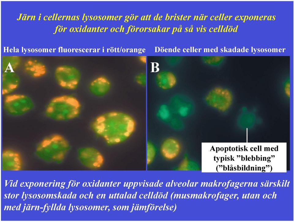 med typisk blebbing ( blåsbildning ) Vid exponering för oxidanter uppvisade alveolar makrofagerna särskilt