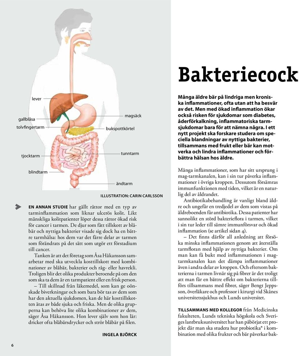 I ett nytt projekt ska forskare studera om speciella blandningar av nyttiga bakterier, tillsammans med frukt eller bär kan motverka och lindra inflammationer och förbättra hälsan hos äldre.