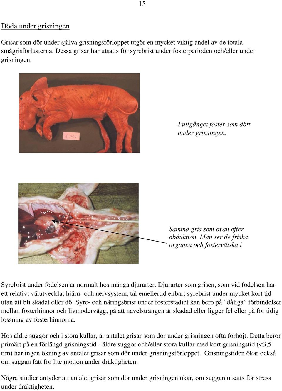 Man ser de friska organen och fostervätska i Syrebrist under födelsen är normalt hos många djurarter.