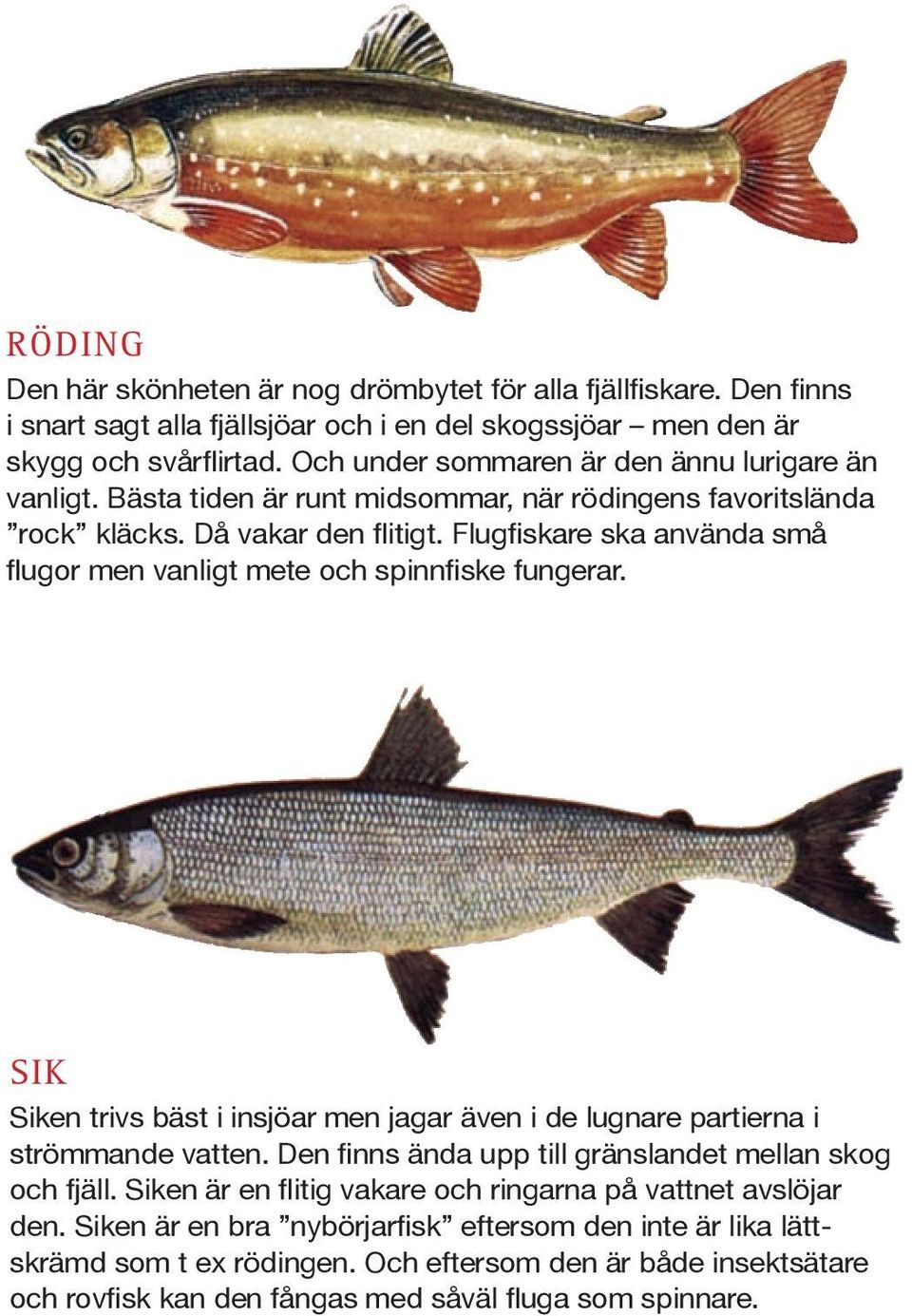 Flugfiskare ska använda små flugor men vanligt mete och spinnfiske fungerar. Sik Siken trivs bäst i insjöar men jagar även i de lugnare partierna i strömmande vatten.