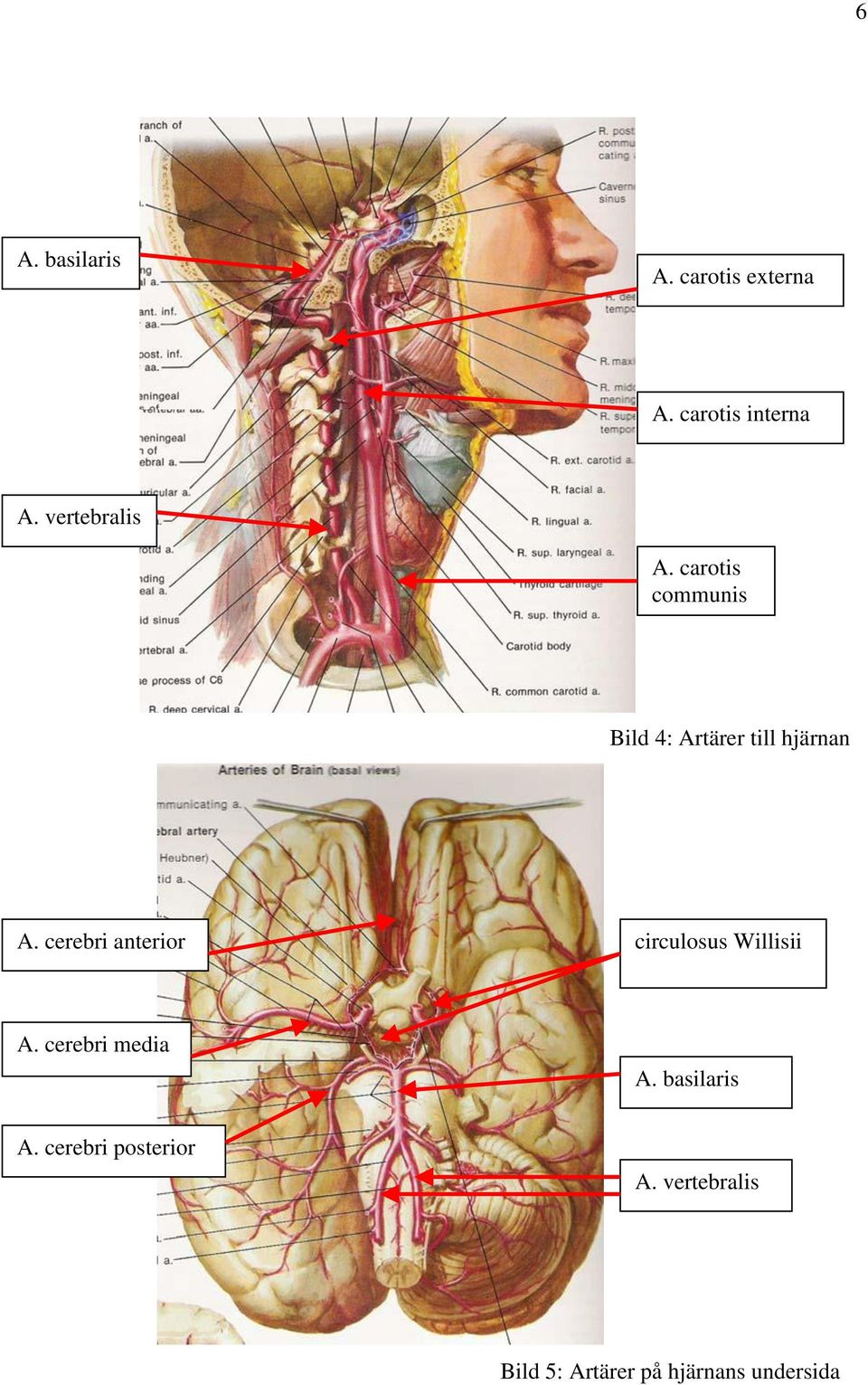 cerebri anterior circulosus Willisii A. cerebri media A.