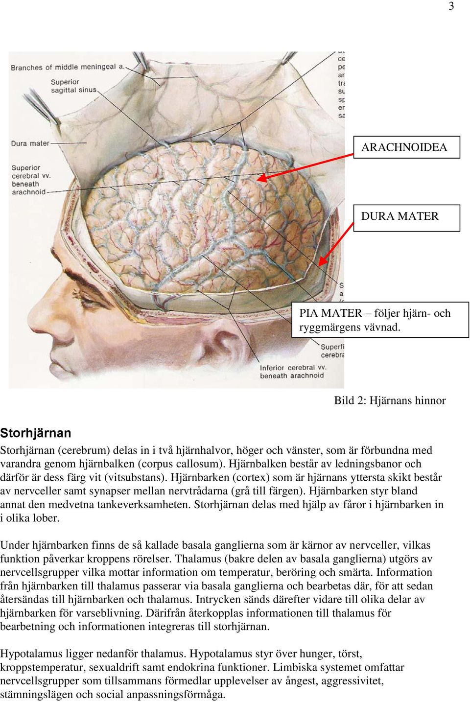 Hjärnbalken består av ledningsbanor och därför är dess färg vit (vitsubstans).