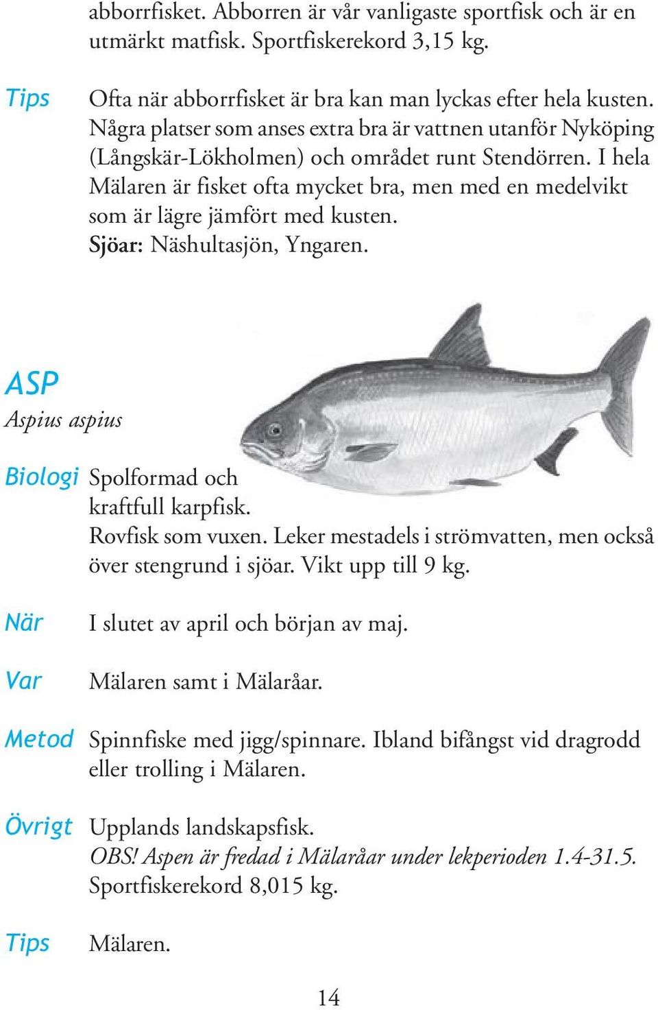 I hela Mälaren är fisket ofta mycket bra, men med en medelvikt som är lägre jämfört med kusten. Sjöar: Näshultasjön, Yngaren. ASP Aspius aspius Biologi Spolformad och kraftfull karpfisk.