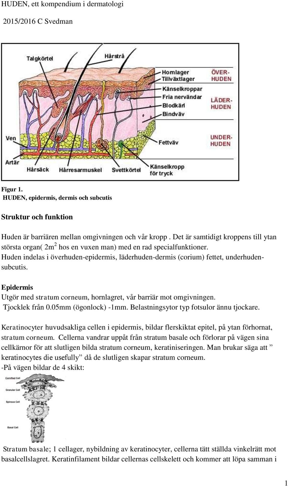 Epidermis Utgör med stratum corneum, hornlagret, vår barriär mot omgivningen. Tjocklek från 0.05mm (ögonlock) -1mm. Belastningsytor typ fotsulor ännu tjockare.