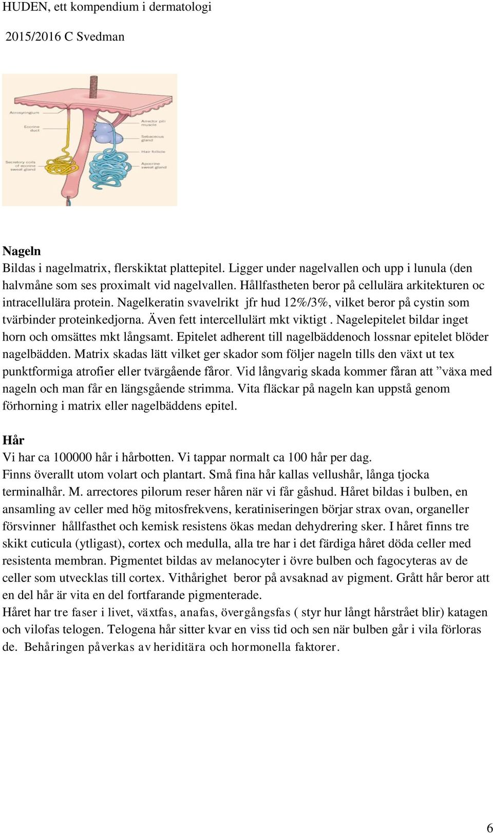 Även fett intercellulärt mkt viktigt. Nagelepitelet bildar inget horn och omsättes mkt långsamt. Epitelet adherent till nagelbäddenoch lossnar epitelet blöder nagelbädden.