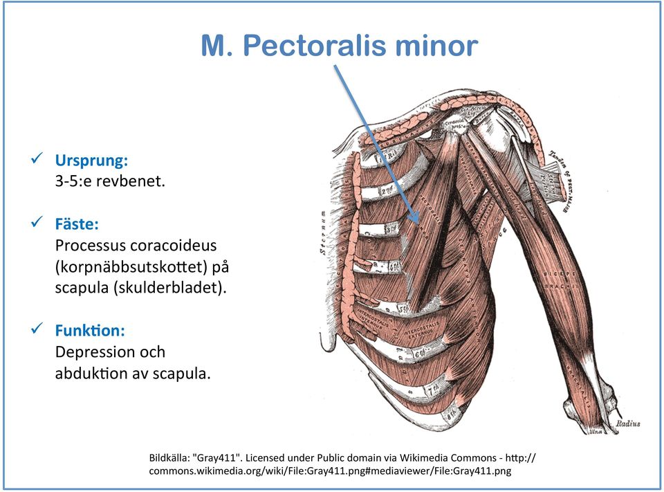 (4) ü FunkDon: Depression och abdukeon av scapula. Bildkälla: "Gray4".