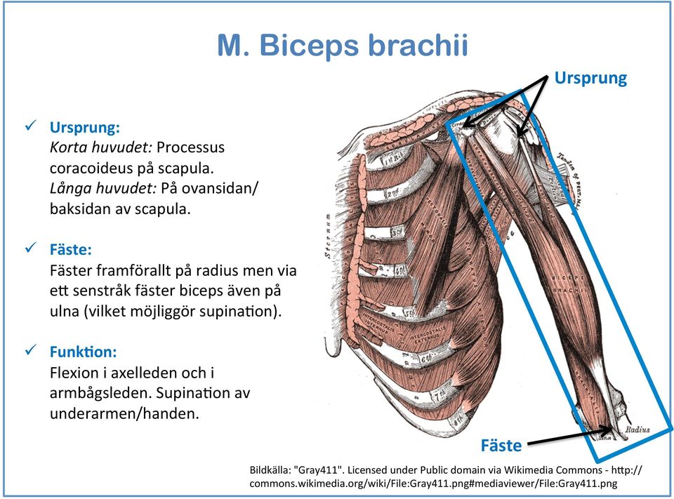 möjliggör supinaeon). ü FunkDon: Flexion i axelleden och i armbågsleden. SupinaEon av underarmen/handen.