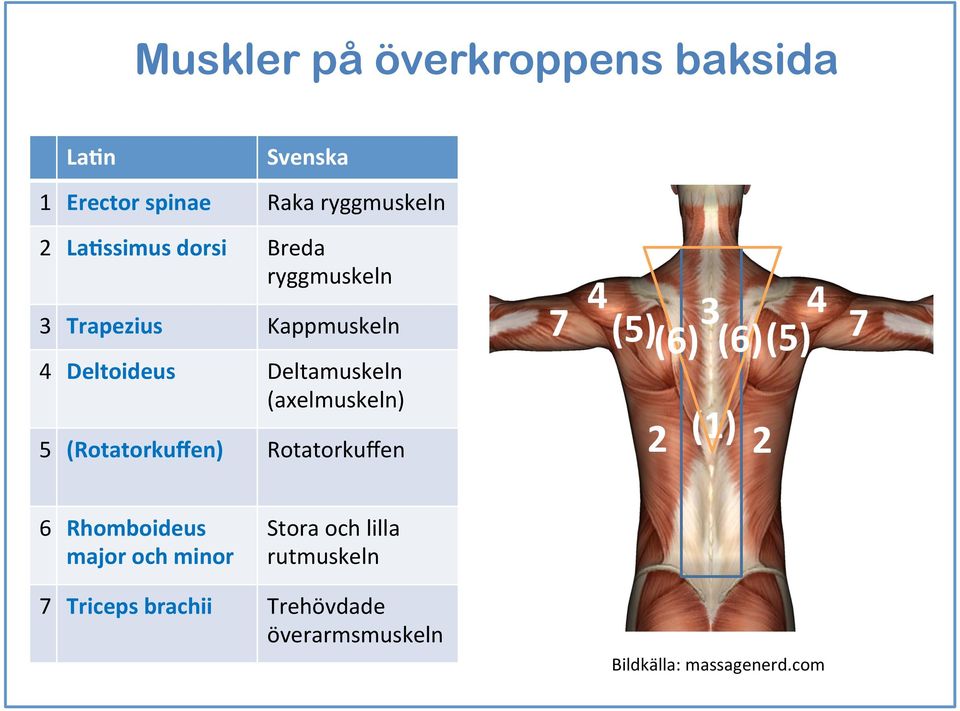 (Rotatorkuffen) Rotatorkuffen () 4 4 7 (5)(6) (6) (5) () 7 6 Rhomboideus major och minor