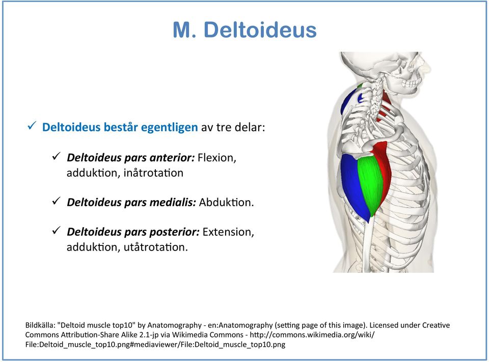 Bildkälla: "Deltoid muscle top0" by Anatomography - en:anatomography (sehng page of this image).