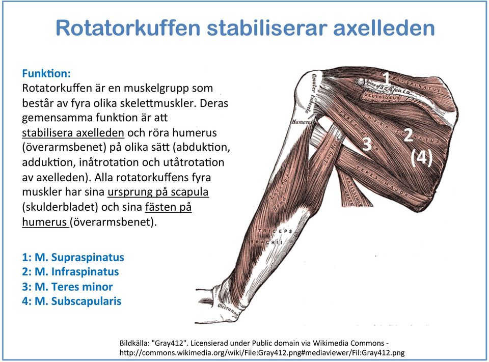 axelleden). Alla rotatorkuffens fyra muskler har sina ursprung på scapula (skulderbladet) och sina fästen på humerus (överarmsbenet). (4) : M.