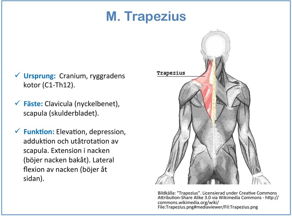 ü FunkDon: ElevaEon, depression, addukeon och utåtrotaeon av scapula. Extension i nacken (böjer nacken bakåt).