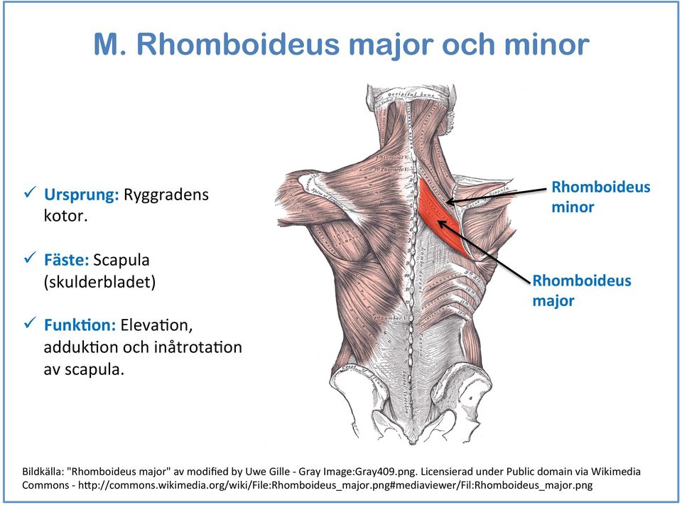 Rhomboideus minor Rhomboideus major Bildkälla: "Rhomboideus major" av modified by Uwe Gille - Gray