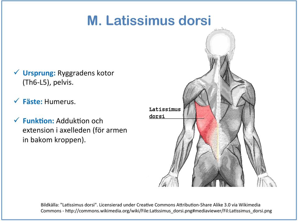 Bildkälla: "LaEssimus dorsi". Licensierad under CreaEve Commons ABribuEon- Share Alike.