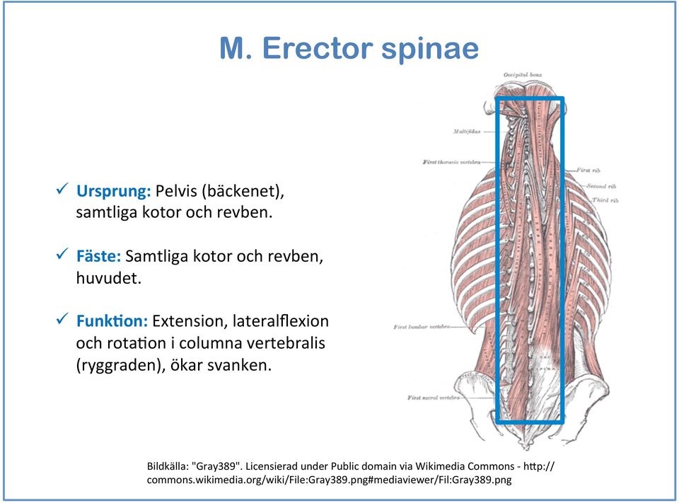 ü FunkDon: Extension, lateralflexion och rotaeon i columna vertebralis (ryggraden), ökar