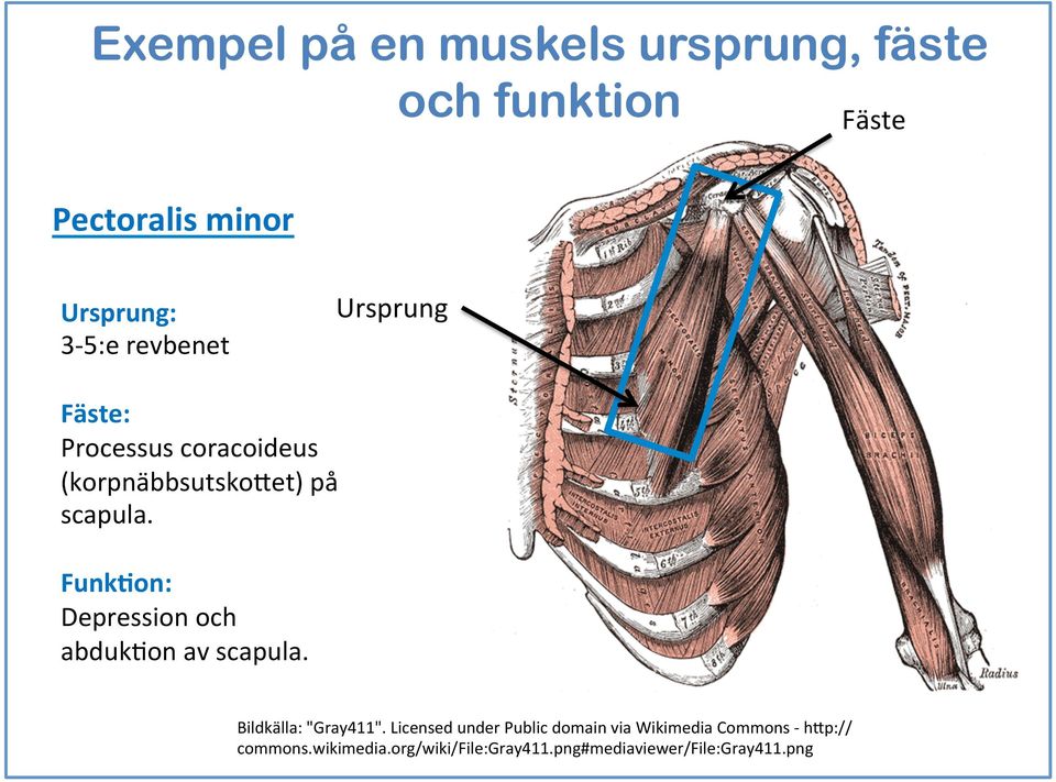 FunkDon: Depression och abdukeon av scapula. Ursprung Fäste (4) Bildkälla: "Gray4".