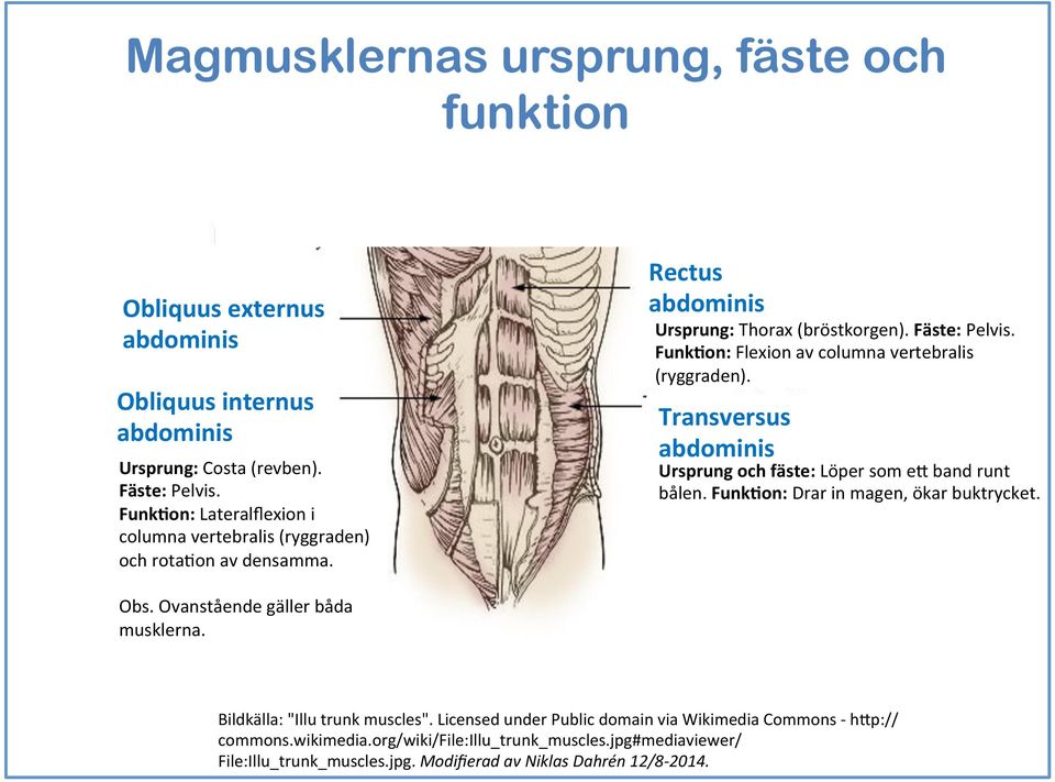 Rectus abdominis Transversus abdominis (4) Ursprung: Thorax (bröstkorgen). Fäste: Pelvis. FunkDon: Flexion av columna vertebralis (ryggraden).