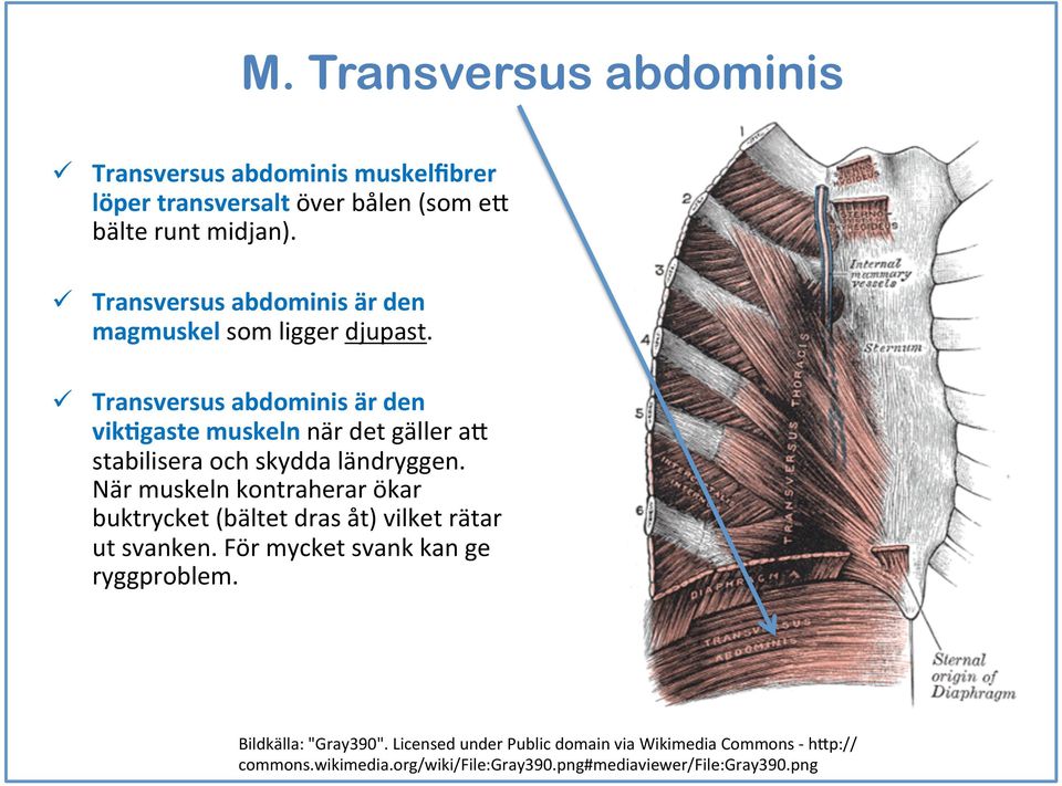 (4) ü Transversus abdominis är den vikdgaste muskeln när det gäller ab stabilisera och skydda ländryggen.