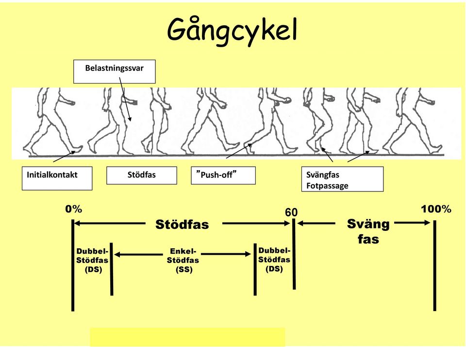 Stödfas Enkel- Stödfas (SS) Dubbel- Stödfas (DS) Sväng