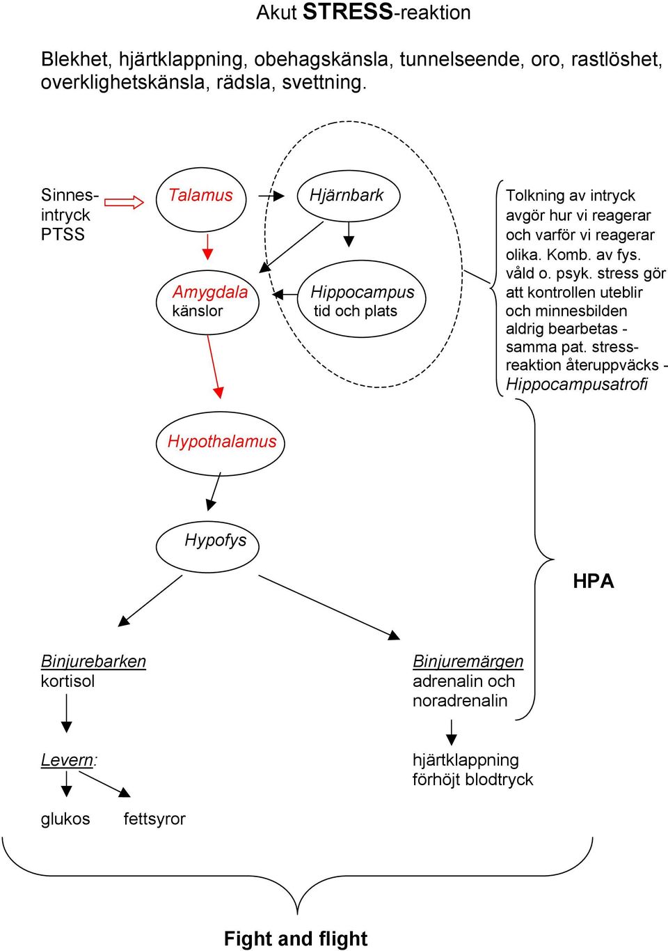 stress gör Amygdala Hippocampus att kontrollen uteblir känslor tid och plats och minnesbilden aldrig bearbetas - samma pat.