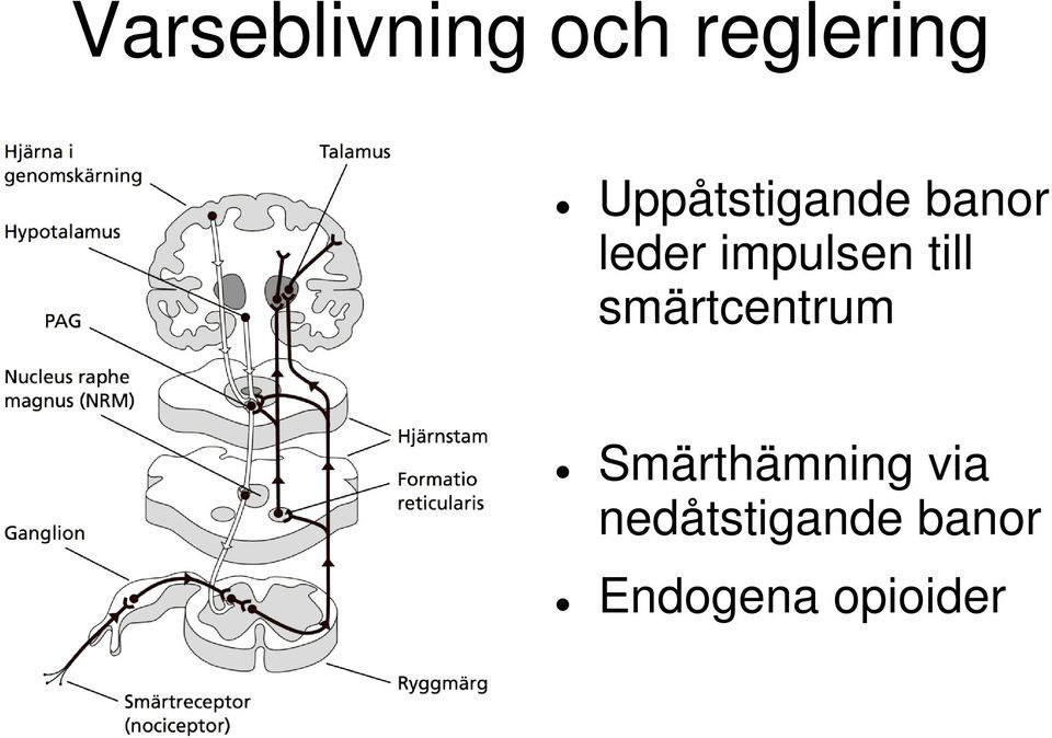 impulsen till smärtcentrum