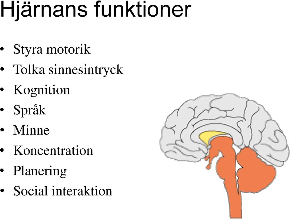 Kognition Språk Minne