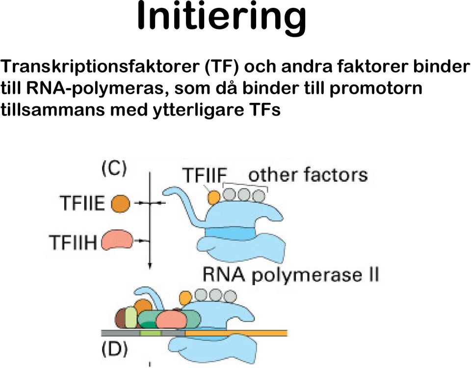 RNA-polymeras, som då binder till