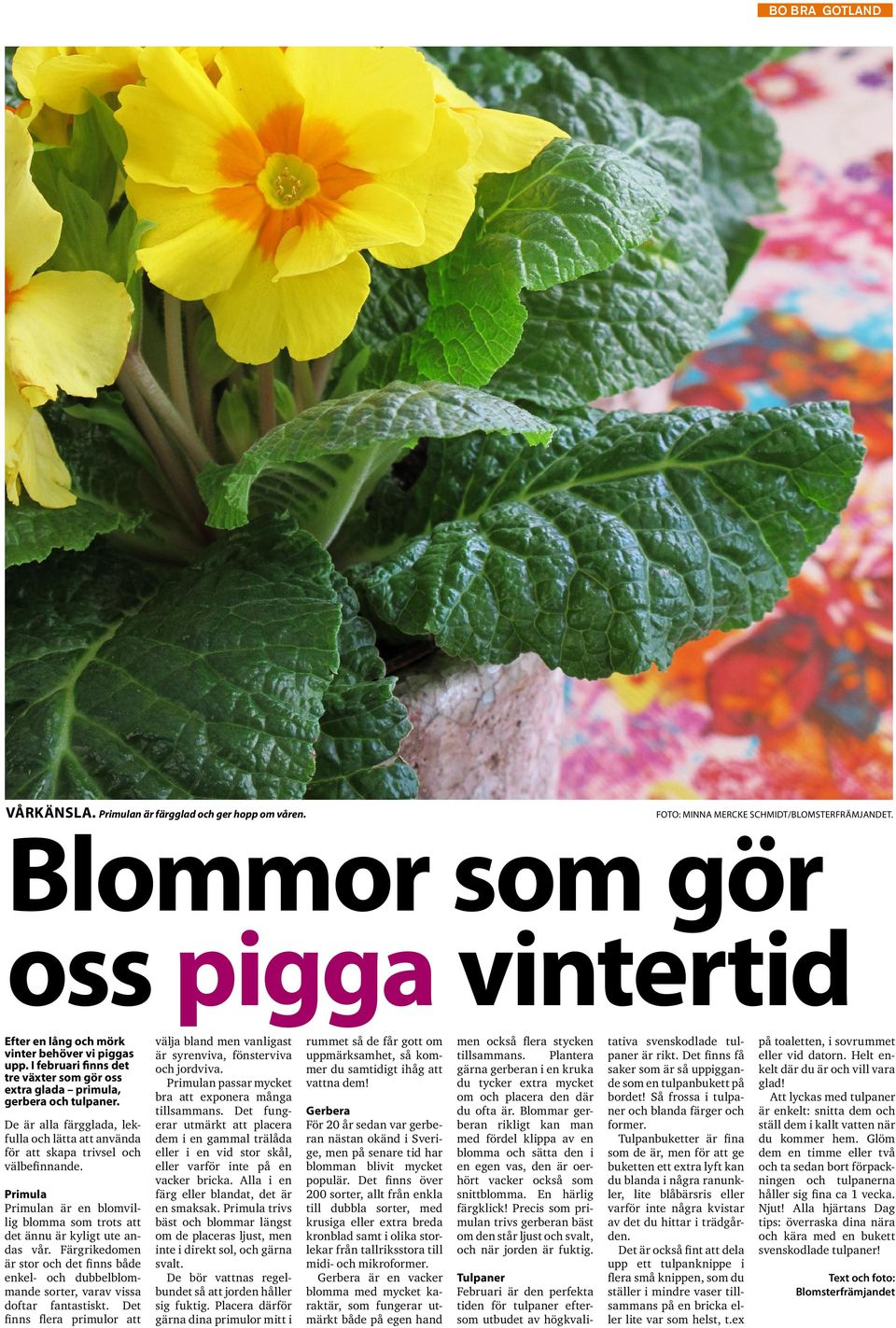 De är alla färgglada, lekfulla och lätta att använda för att skapa trivsel och välbefinnande. Primula Primulan är en blomvillig blomma som trots att det ännu är kyligt ute andas vår.