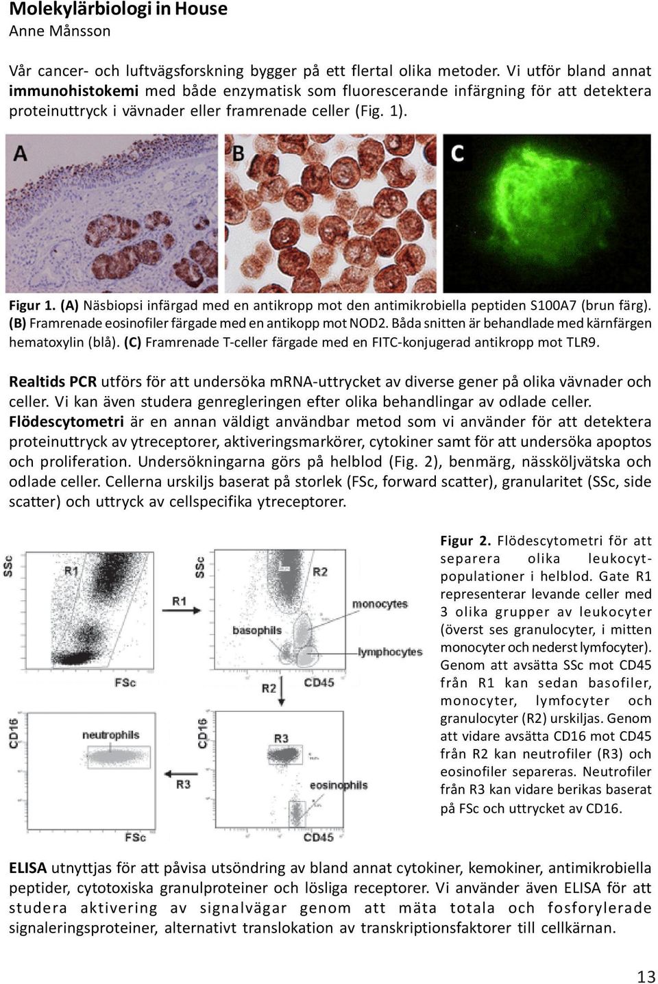 (A) Näsbiopsi infärgad med en antikropp mot den antimikrobiella peptiden S100A7 (brun färg). (B) Framrenade eosinofiler färgade med en antikopp mot NOD2.