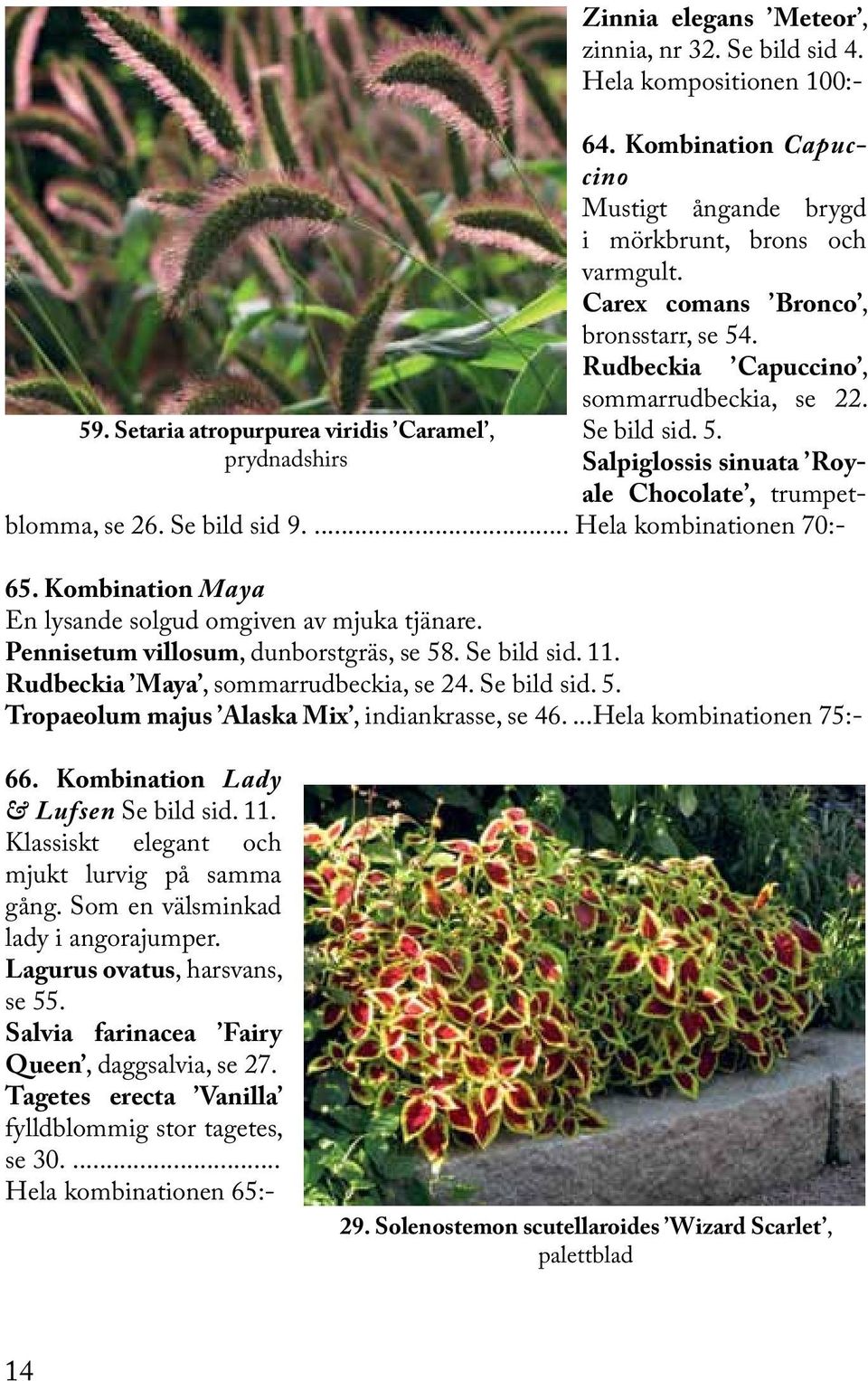 ... Hela kombinationen 70:- 65. Kombination Maya En lysande solgud omgiven av mjuka tjänare. Pennisetum villosum, dunborstgräs, se 58. Se bild sid. 11. Rudbeckia Maya, sommarrudbeckia, se 24.