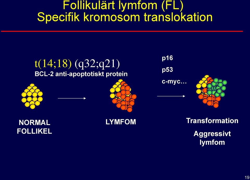 anti-apoptotiskt protein p16 p53 c-myc