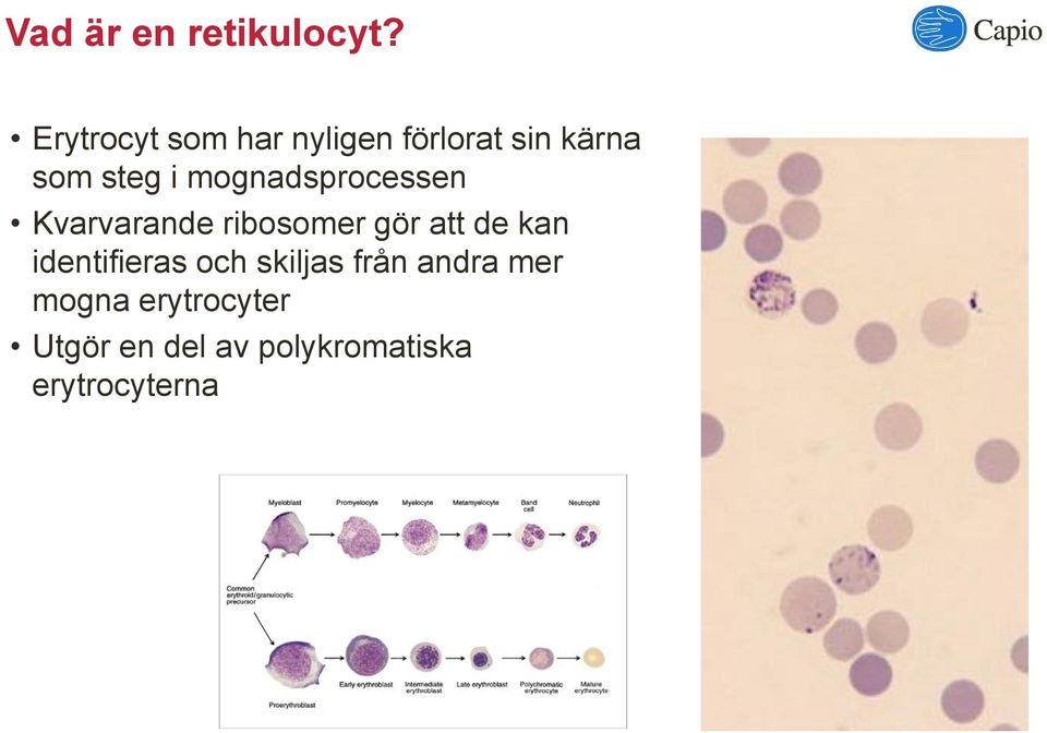 mognadsprocessen Kvarvarande ribosomer gör att de kan