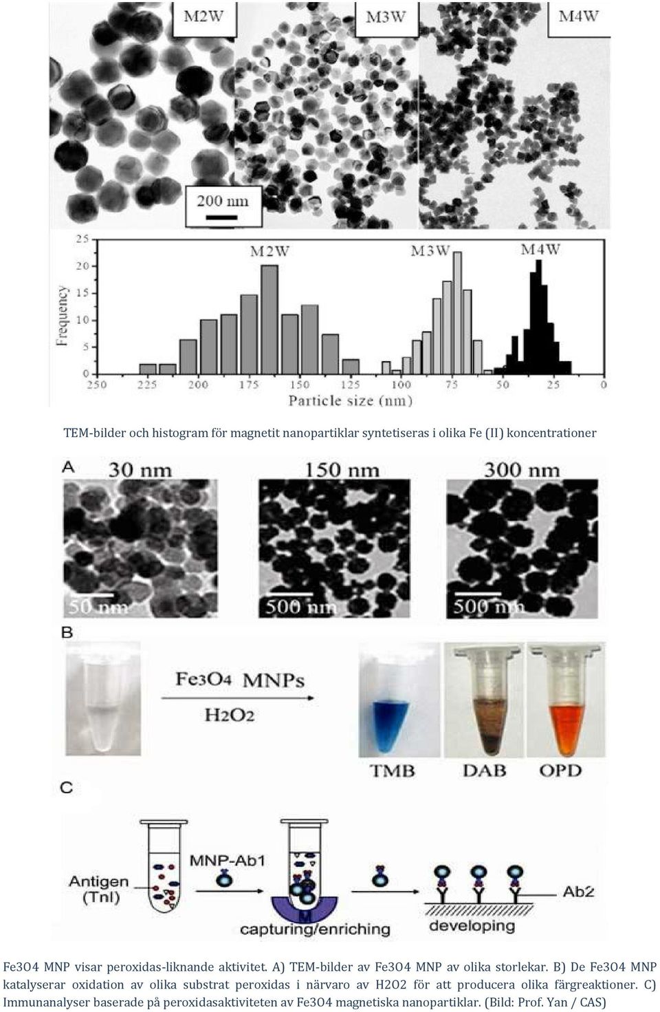 B) De Fe3O4 MNP katalyserar oxidation av olika substrat peroxidas i närvaro av H2O2 för att producera