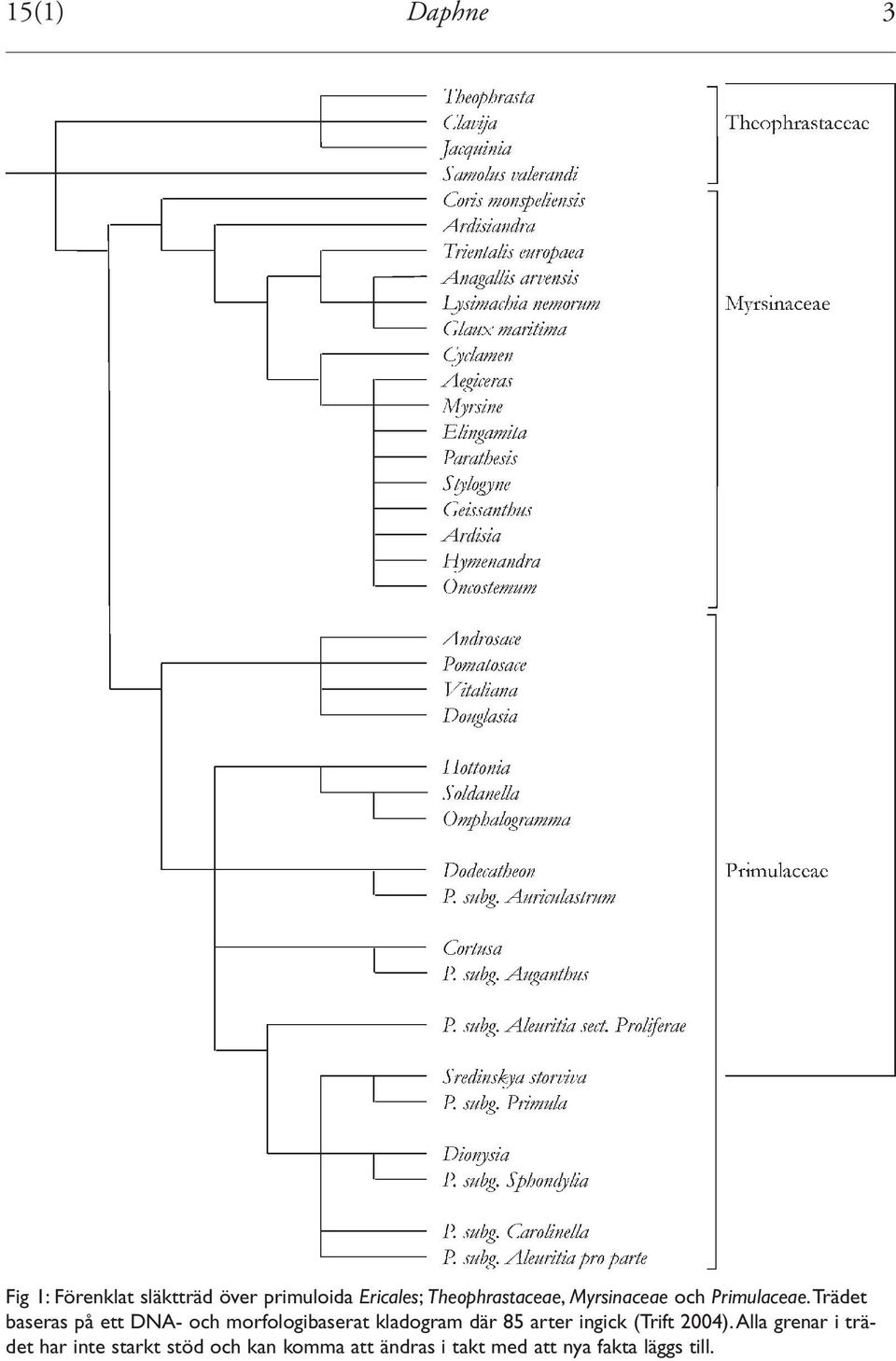 Trädet baseras på ett DNA- och morfologibaserat kladogram där 85 arter